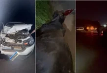 Fiat Strada tem frente destruída após colidir com animal solto na RO-473, em Alvorada do Oeste